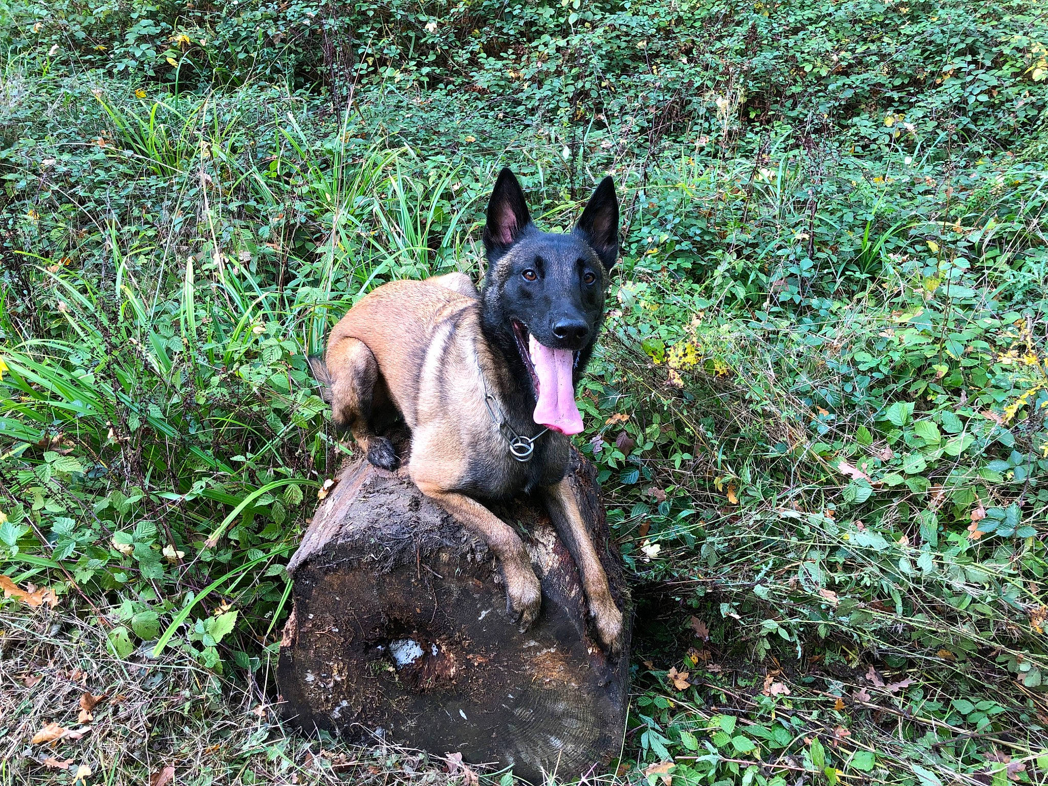 Pignouf participe au concours pour gagner de l'argent avec cette photo : black_norwegian_elkhound, carnivore, dog, dog_breed, dog_supply, east_european_shepherd, german_shepherd_dog, grass, groundcover, guard_dog, herding_dog, king_shepherd, non_sporting_group, old_german_shepherd_dog, plant, tail, terrestrial_animal, terrestrial_plant, working_animal, working_dog