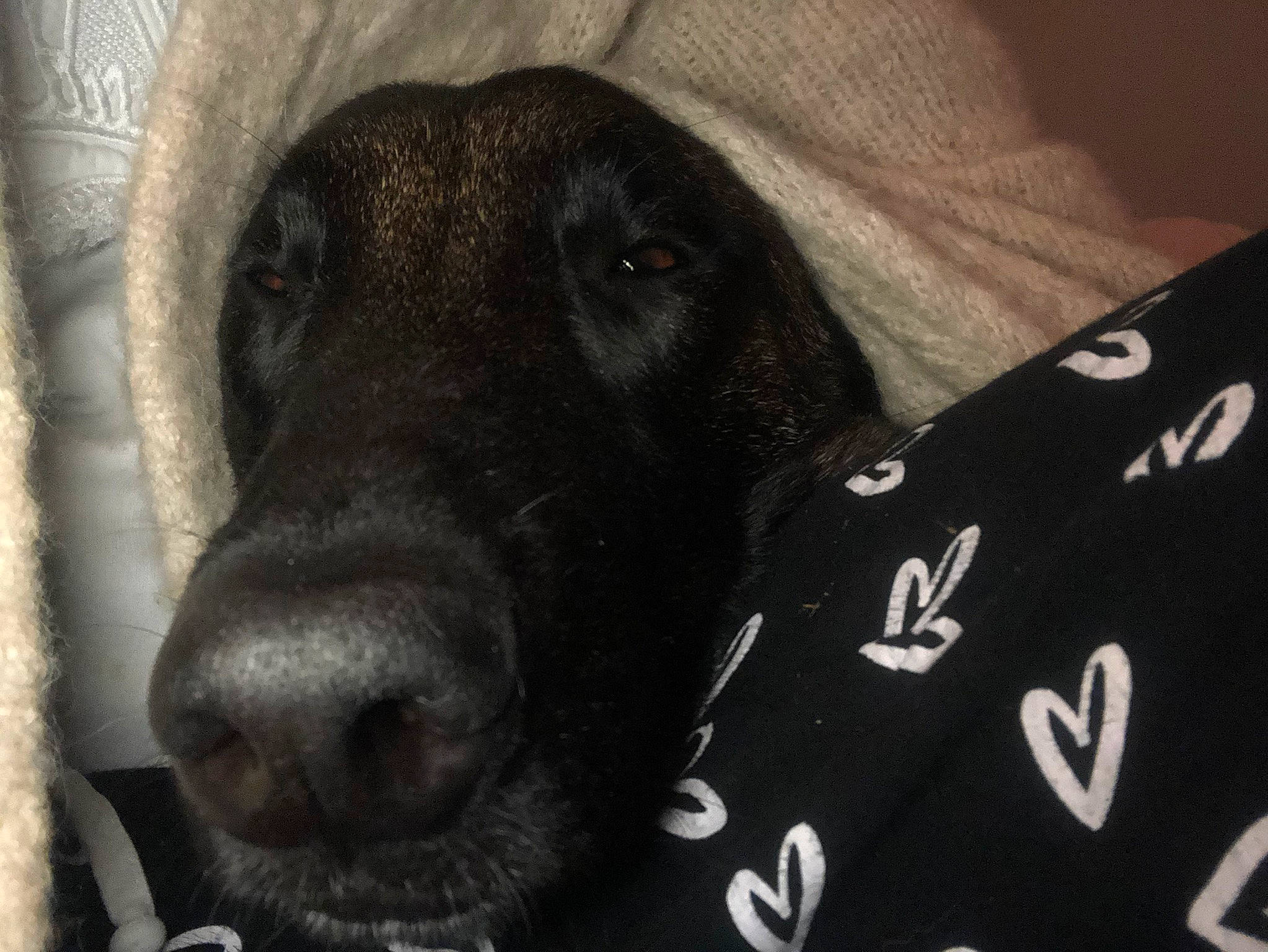 Pignouf a rejoint le concours — aidez-le/la à gagner de superbes lots ! borador, canidae, carnivore, comfort, companion_dog, dog, dog_breed, fur, guard_dog, hunting_dog, labrador_retriever, liver, monochrome, monochrome_photography, retriever, snout, sporting_group, terrestrial_animal, whiskers, working_animal