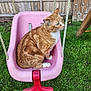 Zena is registered to the contest to win money with this photo: animal, backyard, cat, closeup, curious, daylight, domestic_cat, fence, grass, green_grass, nature, orange_tabby, outdoor, pet, pink_swing, playground, rope, seated, swing, wooden_fence