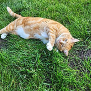 Zena joined the competition — help win amazing prizes! animal, cat, closeup, cute, daytime, domestic_cat, fur, grass, greenery, lying_down, mammal, nature, orange_tabby, outdoor, pet, playful, relaxed, resting, sunlight, whiskers