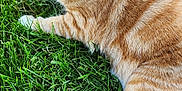 Zena is registered to the contest to win money with this photo: alert, animal, cat, close_up, cute, daylight, domestic_cat, ears, feline, fur, ginger_tabby, grass, greenery, mammal, nature, outdoor, pet, relaxed, whiskers, white_paws