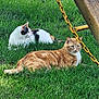 Zena is registered to the contest to win money with this photo: animal, calico_cat, cat, chain, daylight, feline, grass, greenery, lawn, nature, orange_tabby, outdoor, pet, playground, relaxing, resting, summer, sunlight, white_cat, wood