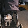 animal, background, calm, carpet, cat, cozy, curious, furniture, home, indoor, light_shadow, mesh_basket, pet, quiet, relaxed, resting, sports_cushion, stroller, wheel, white_cat