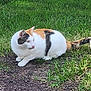 animal, calico, cat, cute, daylight, dirt, ears, feline, fur, grass, ground, mammal, nature, outdoor, pet, relaxed, side_view, tail, tongue, whiskers