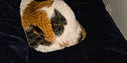 Tesla joined the competition — help win amazing prizes! animal, bed, blanket, calico, cat, comfort, cozy, cute, domestic, feline, fur, indoor, mammal, pet, relaxed, resting, sleeping, soft, tail, whiskers