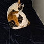 animal, bed, blanket, calico, cat, comfort, cozy, cute, domestic, feline, fur, indoor, mammal, pet, relaxed, resting, sleeping, soft, tail, whiskers