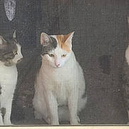Tesla is registered to the contest to win money with this photo: animal, calm, cat, close_up, companions, curious, domestic, feline, house_pet, indoor, looking_out, pets, portrait, quiet, resting, sitting, tabby_cat, three_cats, white_cat, window_screen