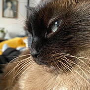 Mimi participe au concours pour gagner de l'argent avec cette photo : cat, close_up, profile, whiskers, blue_eyes, fur, indoor, blurred_background, nose, pet, animal, feline, soft_light, domestic, resting, yellow_pillow, household, cozy, texture, portrait