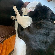 Phalco a rejoint le concours — aidez-le/la à gagner de superbes lots ! animal, black_dog, blanket, cat, companion, couch, cozy, dog, friendship, fur, home, indoor, nap, paw, pet, relaxation, rest, snuggle, tile_floor, white_cat