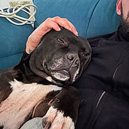 Phalco participe au concours pour gagner de l'argent avec cette photo : dog, pet, black_dog, white_fur, couch, person, hand, petting, relaxing, indoor, cozy, resting, closeup, animal, companion, lap, furniture, casual, comfort, beard