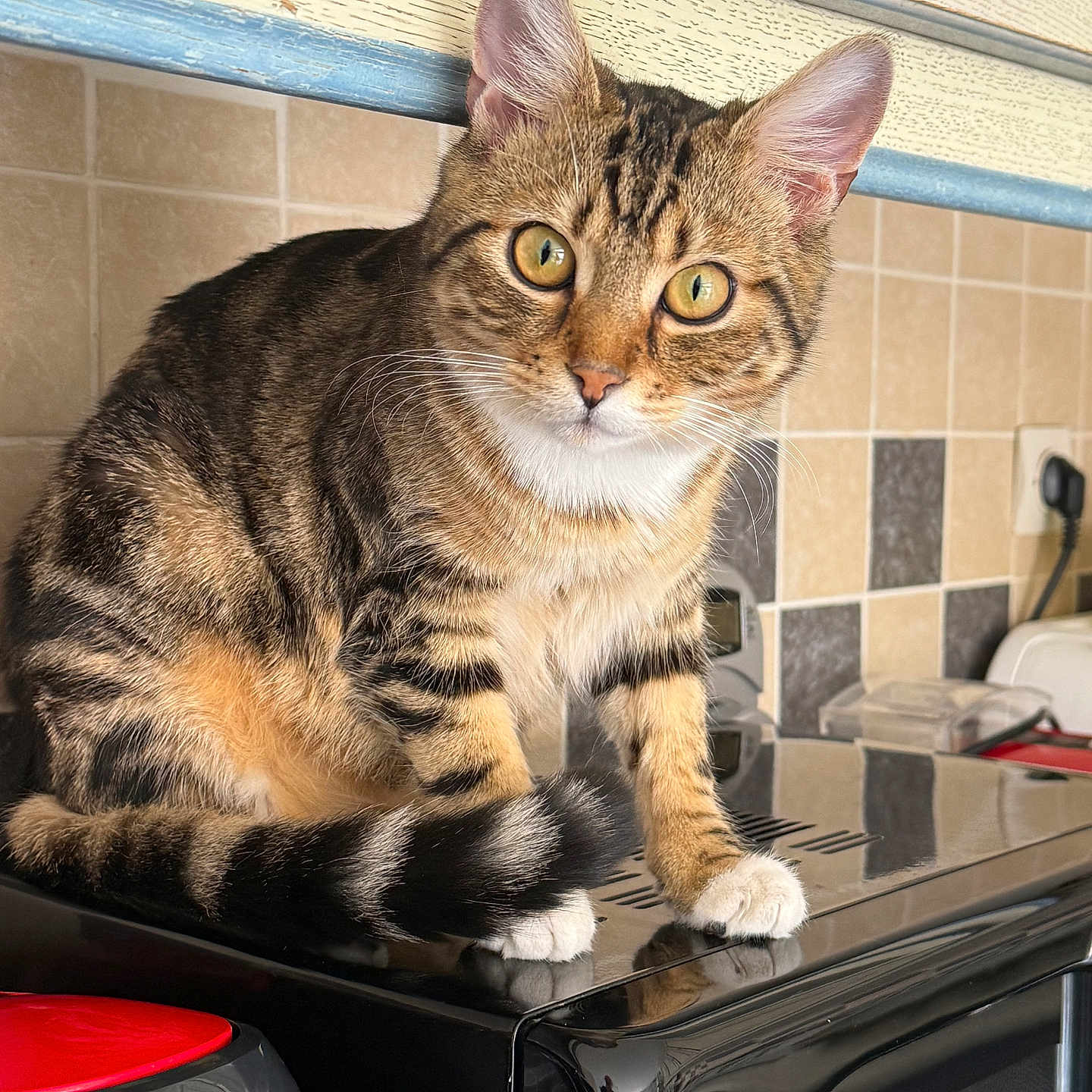 Milo participe au concours pour gagner de l'argent avec cette photo : abyssinian, animal, appliance, architecture, building, cat, cooker, device, electricaldevice, indoors, kitten, manx, microwave, oven, person, pet, sink, toaster, wall
