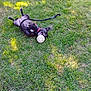 Roxy is registered to the contest to win money with this photo: dog, grass, ball, leash, outdoor, playful, pet, canine, greenery, sunlight, animal, happy, nature, summer, texture, tongue, collar, play, laying, fun