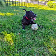 Roxy joined the competition — help win amazing prizes! dog, black_dog, grass, ball, collar, outdoor, sunlight, pet, playful, tongue_out, fence, house, suburban, greenery, daytime, leisure, canine, resting, nature, park