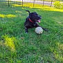 dog, black_dog, grass, ball, collar, outdoor, sunlight, pet, playful, tongue_out, fence, house, suburban, greenery, daytime, leisure, canine, resting, nature, park