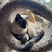 Baby joined the competition — help win amazing prizes! cat, siamese_cat, pet, animal, indoor, cat_perch, carpeted, window, natural_light, blue_eyes, fur, tail, relaxed, cozy, furniture, home, resting, cute, whiskers, ears