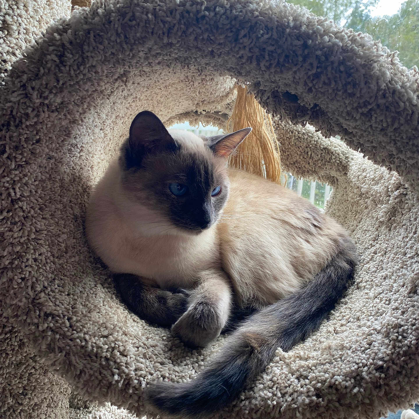 Baby joined the competition — help win amazing prizes! animal, blue_eyes, carpeted, cat, cat_perch, cozy, cute, ears, fur, furniture, home, indoor, natural_light, pet, relaxed, resting, siamese_cat, tail, whiskers, window