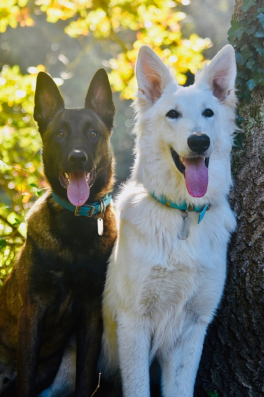 Phantom participe au concours pour gagner de l'argent avec cette photo : adventure, black_norwegian_elkhound, canidae, carnivore, collar, companion_dog, dog, dog_breed, dog_collar, dog_supply, electric_blue, fawn, herding_dog, light, recreation, snout, sporting_group, tail, working_animal, working_dog