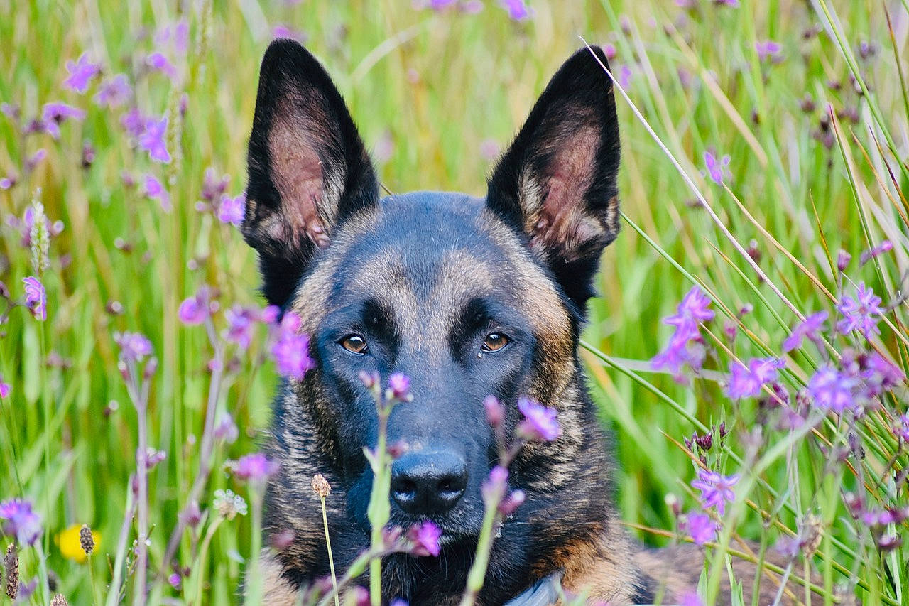Phantom participe au concours pour gagner de l'argent avec cette photo : canidae, carnivore, companion_dog, dog, dog_breed, eye, fawn, flower, flowering_plant, grass, groundcover, herbaceous_plant, herding_dog, old_german_shepherd_dog, plant, snout, sporting_group, terrestrial_plant, working_animal, working_dog