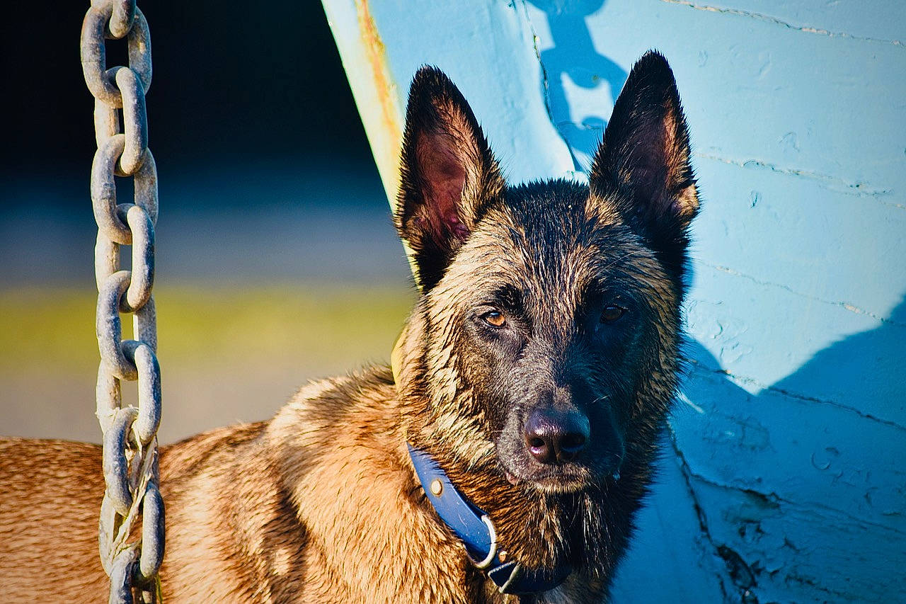 Phantom a rejoint le concours — aidez-le/la à gagner de superbes lots ! canidae, carnivore, collar, companion_dog, dog, dog_breed, dog_collar, east_european_shepherd, electric_blue, fawn, fur, german_shepherd_dog, herding_dog, photograph, snout, sporting_group, whiskers, wildlife, working_animal, working_dog