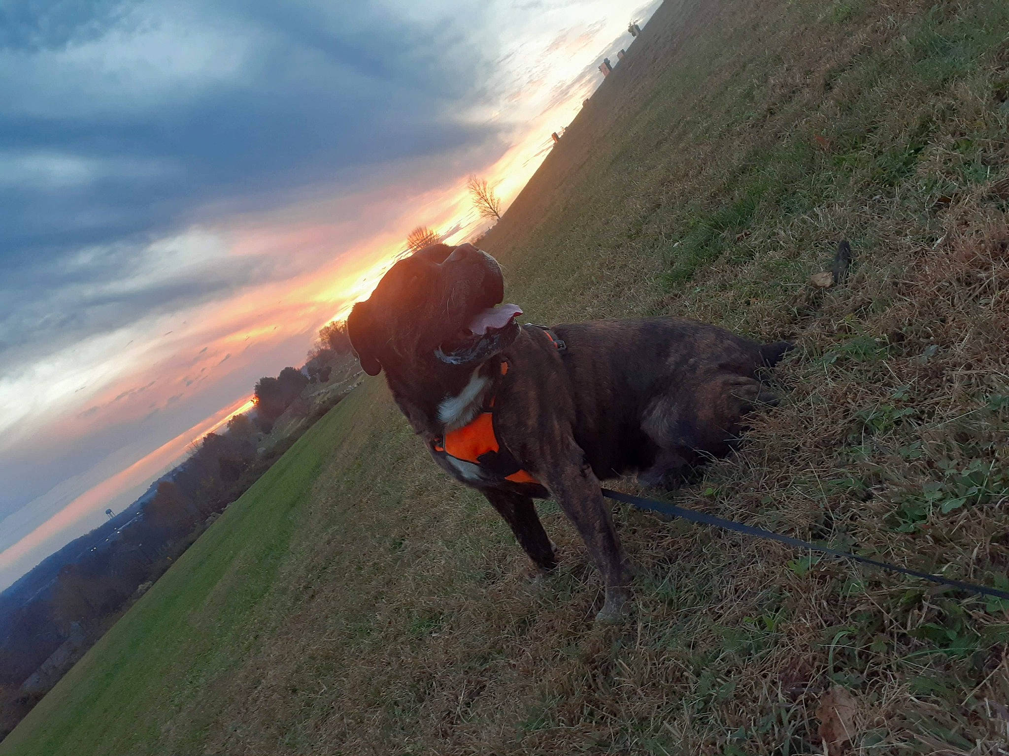 Fathead is registered to the contest to win money with this photo: air_sports, cloud, dog, dog_breed, fell, grass, grassland, happy, hill, landscape, lens_flare, mountain, pasture, people_in_nature, plant, recreation, sky, slope, soil, tree