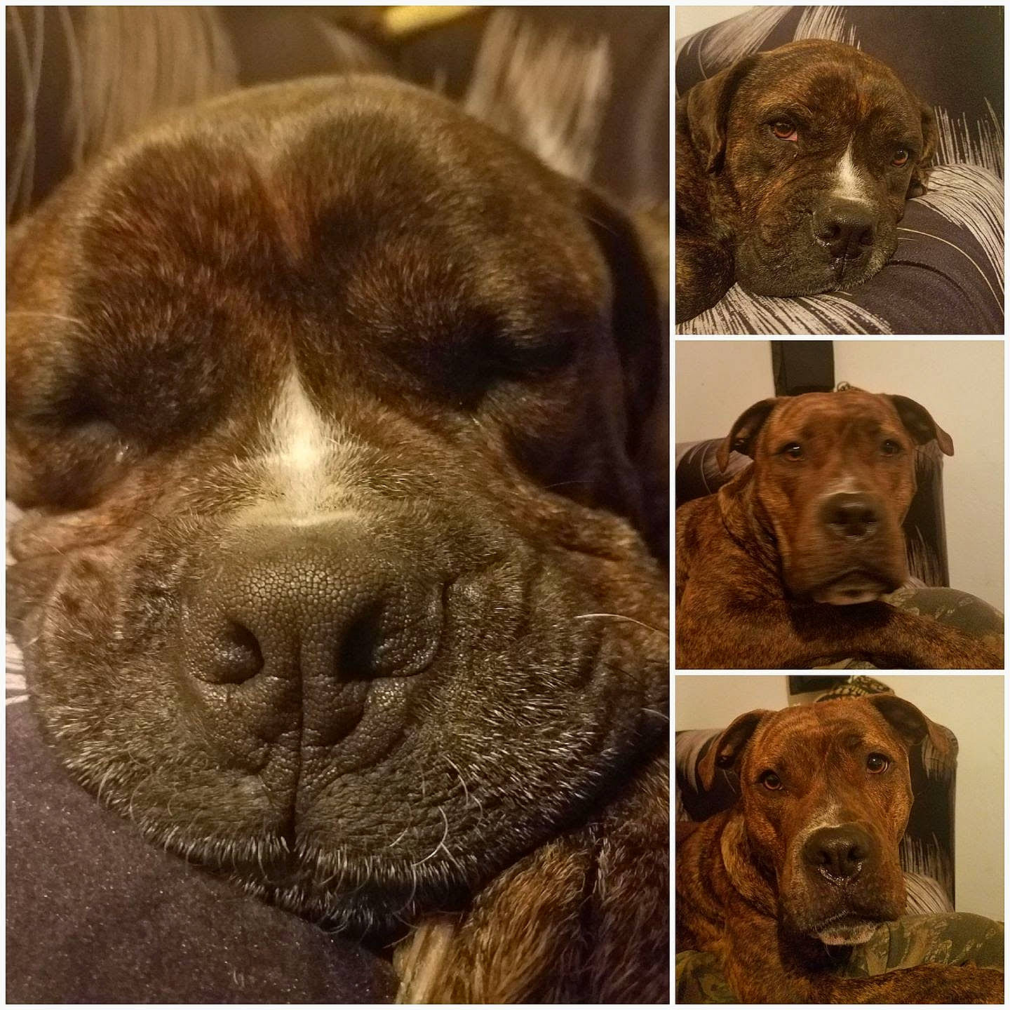 Fathead is registered to the contest to win money with this photo: black, carnivore, close_up, companion_dog, dog, dog_breed, ear, fawn, fur, jaw, liver, nose, photograph, snapshot, snout, sporting_group, terrestrial_animal, whiskers, working_animal, wrinkle