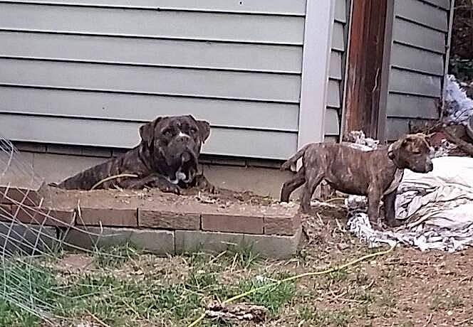 Fathead joined the competition — help win amazing prizes! art, canidae, carnivore, companion_dog, dog, dog_breed, fawn, felidae, grass, groundcover, guard_dog, liver, plant, snout, sporting_group, tail, terrestrial_animal, wildlife, wood, working_animal