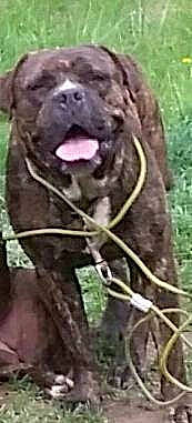 Fathead is registered to the contest to win money with this photo: art, canidae, carnivore, dog_breed, fur, grass, marine_mammal, natural_material, organism, plant, sculpture, sporting_group, terrestrial_animal, whiskers, working_animal, zoo