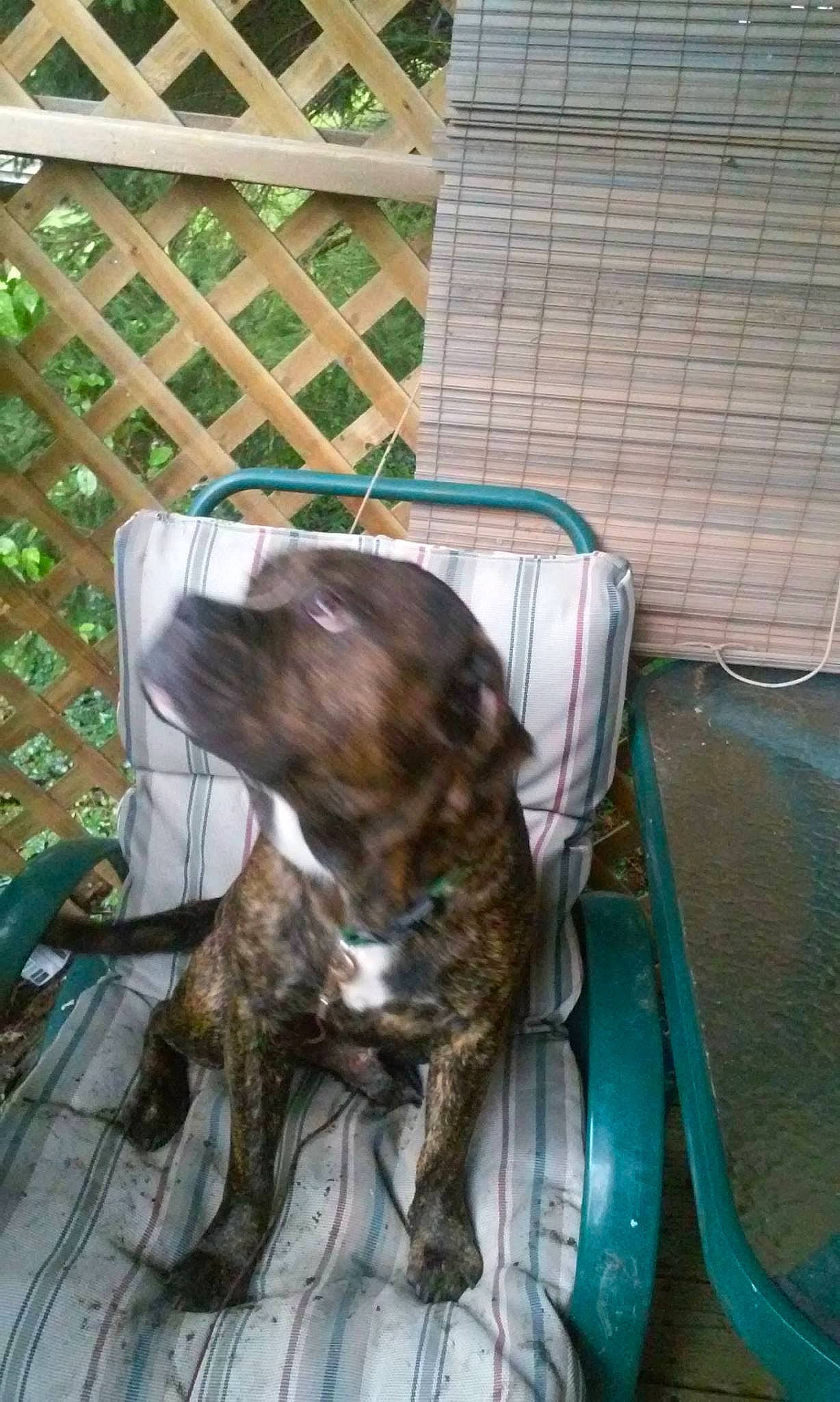 Fathead joined the competition — help win amazing prizes! animal_shelter, canidae, carnivore, companion_dog, dog, dog_breed, dog_crate, dog_supply, fawn, fence, fur, gun_dog, liver, mesh, non_sporting_group, pet_supply, sporting_group, tail, treeing_tennessee_brindle, working_animal