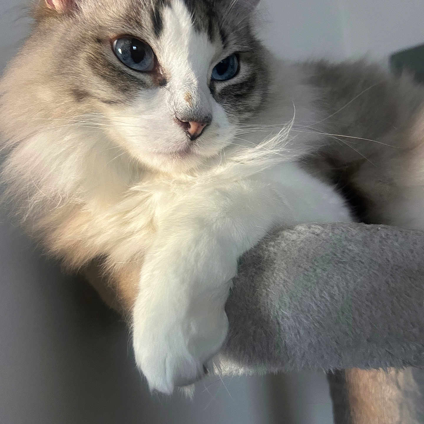 Ghost is registered to the contest to win money with this photo: cat, fluffy, blue_eyes, close_up, pet, animal, feline, whiskers, paw, fur, indoor, perch, relaxed, portrait, soft_light, gray_background, cute, domestic_cat, resting, calm