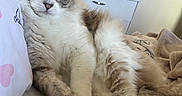 Ghost is registered to the contest to win money with this photo: cat, blue_eyes, fluffy, bed, heart_pattern, pillow, blanket, indoor, furniture, clock, plant, decor, relaxed, pet, cute, fur, resting, cozy, animal, laying