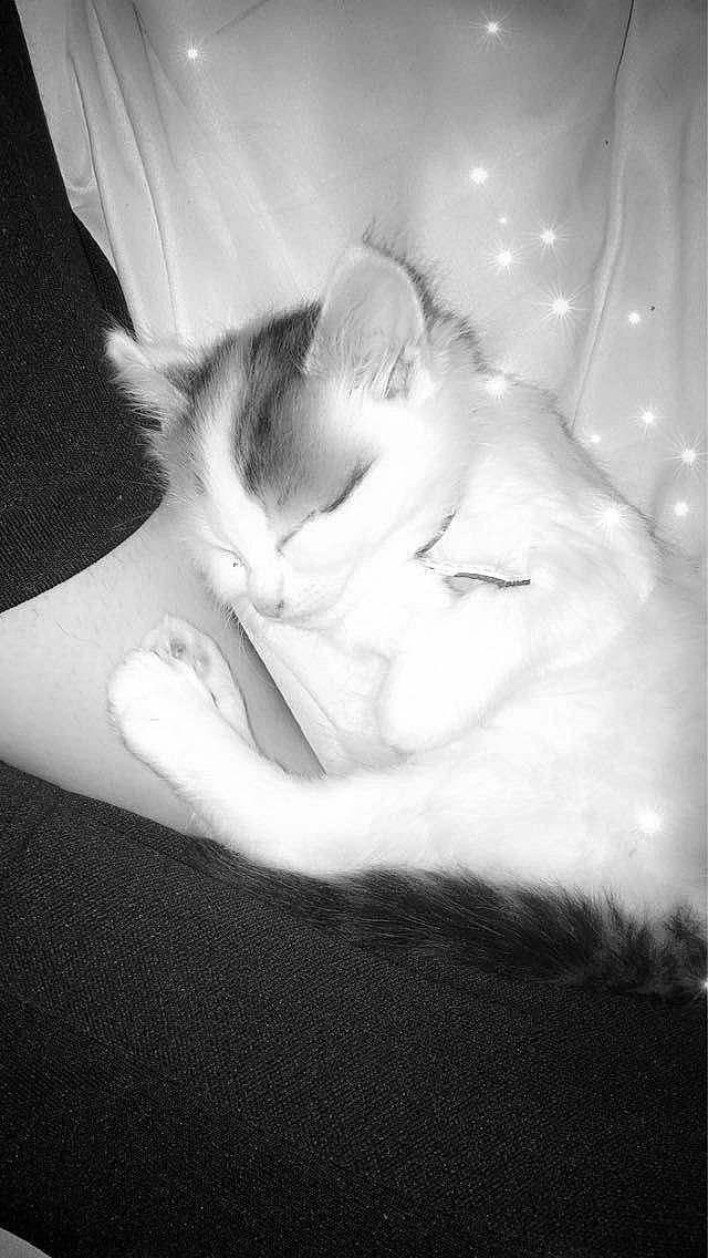 Blanche a rejoint le concours — aidez-le/la à gagner de superbes lots ! black_and_white, carnivore, cat, comfort, darkness, dog_breed, felidae, fur, gesture, grey, human_body, human_leg, leg, monochrome, monochrome_photography, small_to_medium_sized_cats, snout, style, tail, whiskers