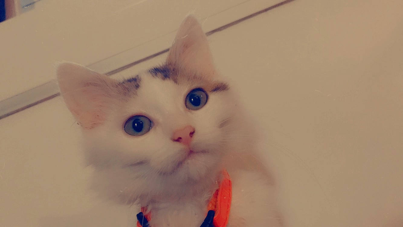 Blanche participe au concours pour gagner de l'argent avec cette photo : art, carnivore, cat, claw, comfort, domestic_short_haired_cat, ear, eye, fawn, felidae, foot, fur, head, iris, paw, small_to_medium_sized_cats, snout, tail, whiskers, wood