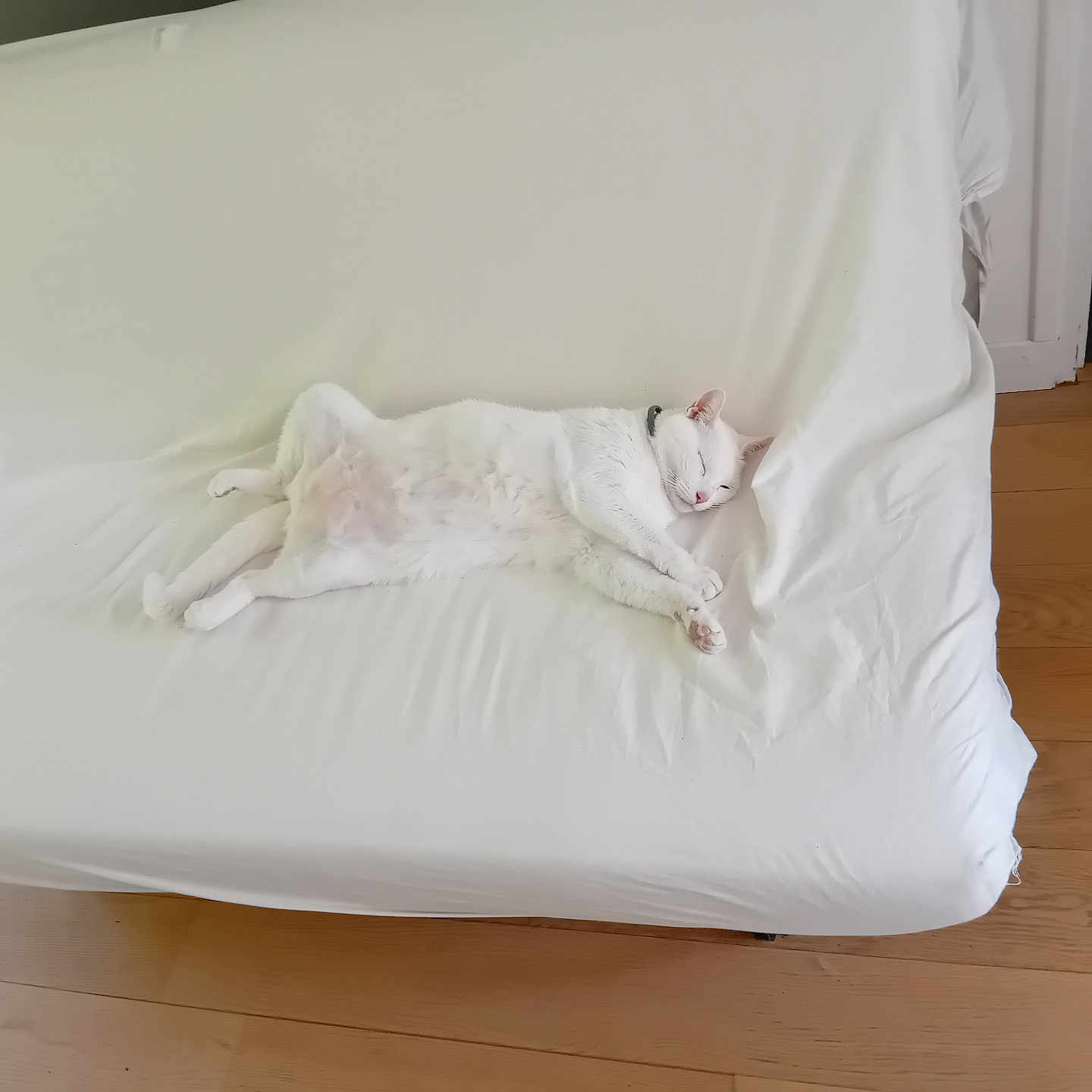 Filou a rejoint le concours — aidez-le/la à gagner de superbes lots ! animal, cat, collar, couch, cozy, cute, domestic_animal, fur, furniture, home, indoor, lying_down, peaceful, pet, quiet, relaxing, resting, sleeping, white_cat, wooden_floor