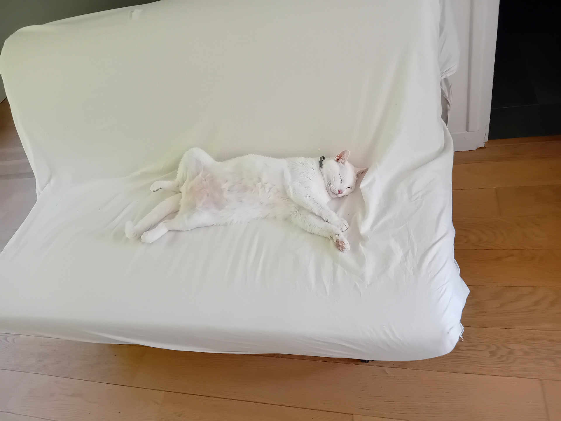 Filou a rejoint le concours — aidez-le/la à gagner de superbes lots ! cat, white_cat, sleeping, couch, furniture, indoor, pet, relaxing, animal, fur, resting, domestic_animal, wooden_floor, cozy, home, cute, lying_down, collar, quiet, peaceful