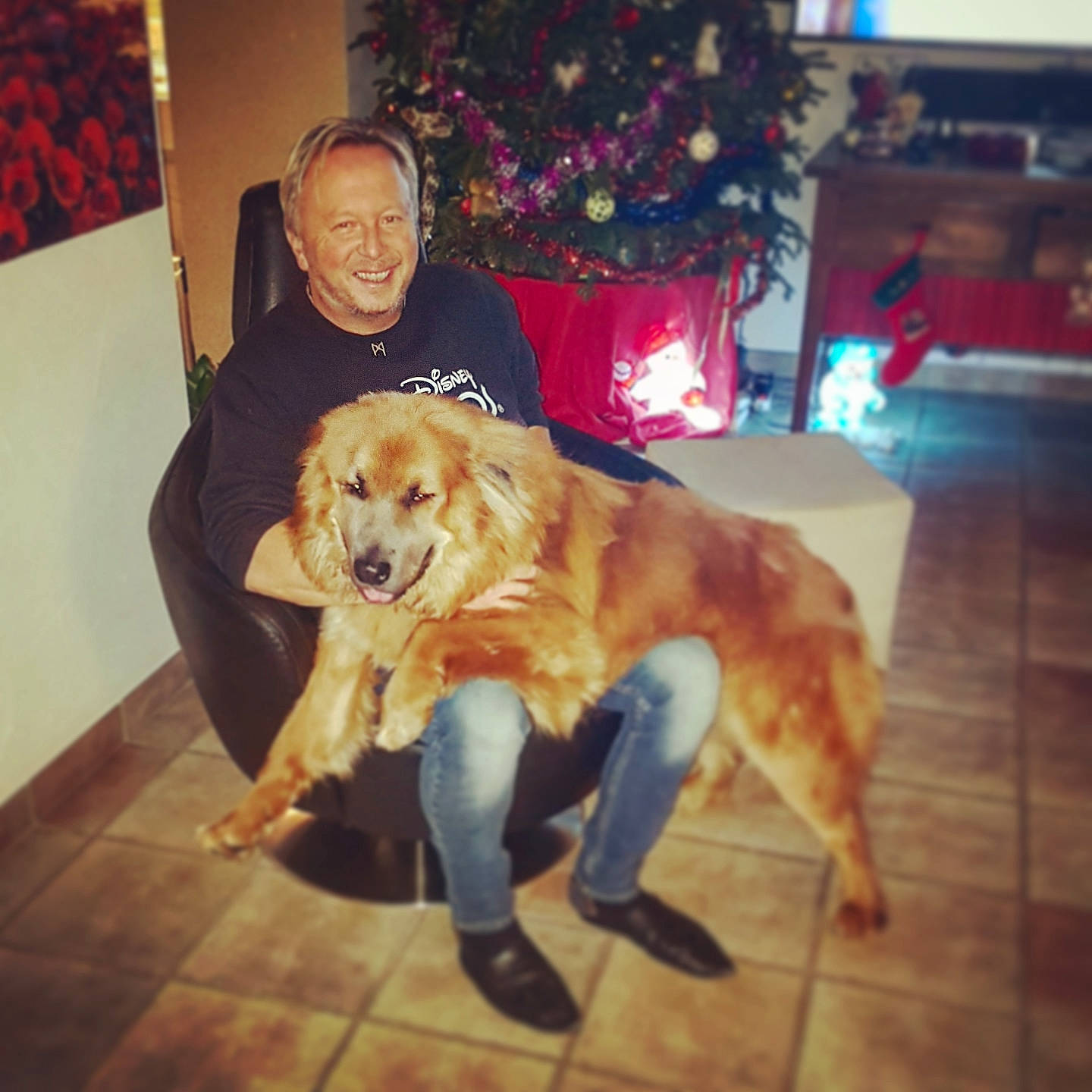 Thai participe au concours pour gagner de l'argent avec cette photo : carnivoran, companion_dog, dog, dog_breed, dog_breed_group, dog_like_mammal, golden_retriever, joy, labrador_retriever, person, retriever, snout, sporting_group