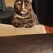 Aria a rejoint le concours — aidez-le/la à gagner de superbes lots ! cat, tortoiseshell_cat, pet, indoor, furniture, couch, leather, table, curtains, domestic_animal, animal, fur, whiskers, ears, face, looking, sitting, brown, black, beige