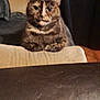 cat, tortoiseshell_cat, pet, indoor, furniture, couch, leather, table, curtains, domestic_animal, animal, fur, whiskers, ears, face, looking, sitting, brown, black, beige