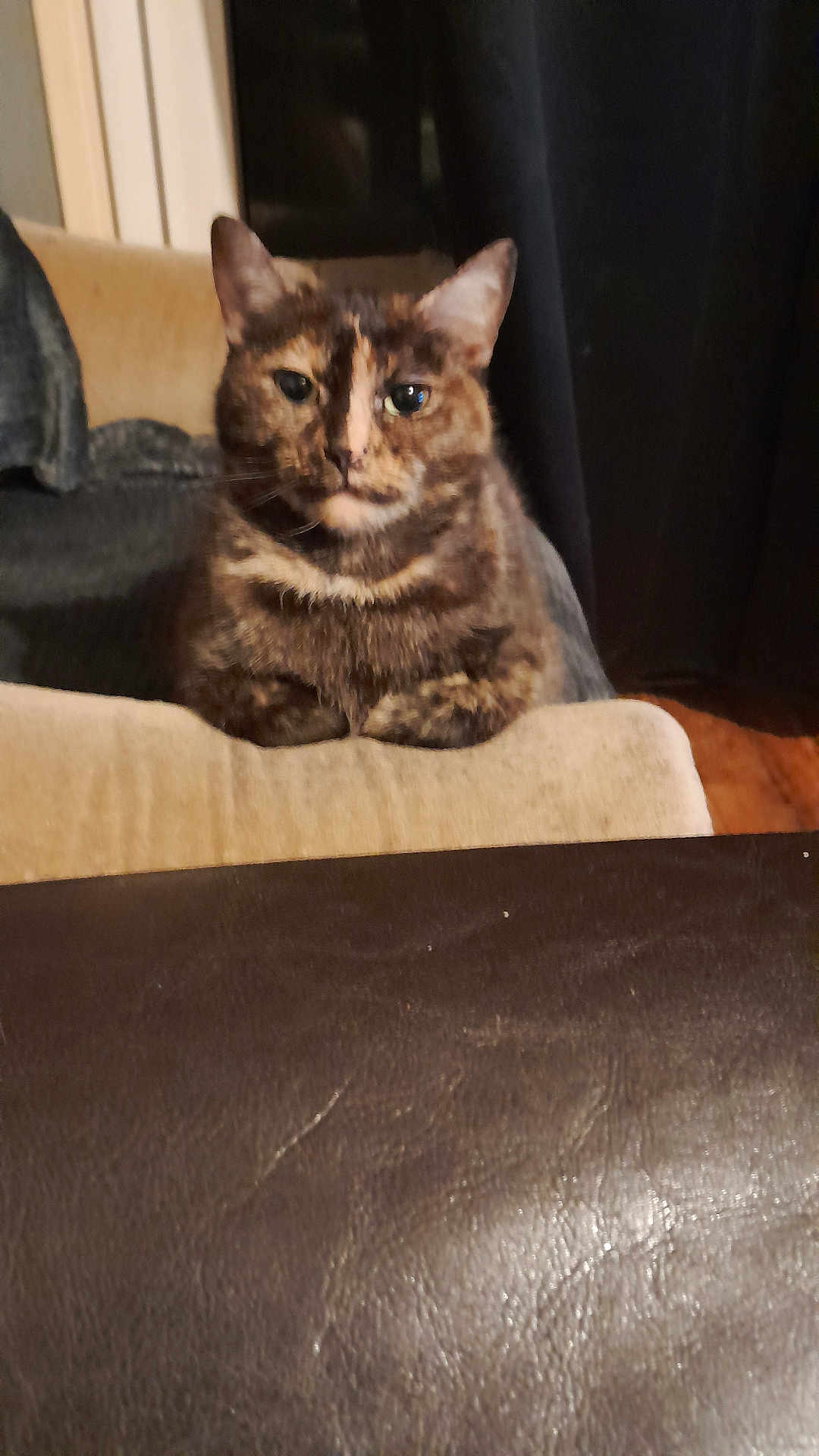 Aria a rejoint le concours — aidez-le/la à gagner de superbes lots ! cat, tortoiseshell_cat, pet, indoor, furniture, couch, leather, table, curtains, domestic_animal, animal, fur, whiskers, ears, face, looking, sitting, brown, black, beige