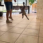 Birdie participe au concours pour gagner de l'argent avec cette photo : action, casual_clothing, cat, floor, furniture, home, indoor, jumping, light, living_room, person, plant, playful, room, shadow, shorts, sneakers, tile_floor, toy, window