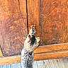 Birdie participe au concours pour gagner de l'argent avec cette photo : kitten, cat, wooden_cabinet, flooring, curious, indoor, pet, fur, paw, cabinet_handle, wood_texture, young_cat, small_animal, domestic, home, playful, light_wood_floor, tabby, vertical, animal
