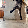 Birdie a rejoint le concours — aidez-le/la à gagner de superbes lots ! animal, cat, claws, domestic, feline, floor_tiles, fur, home, indoor, jumping, kitchen, leaping, light, pet, playful, shadow, stone_counter, toy, whiskers, wooden_cabinets