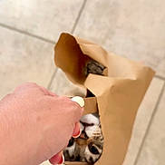 Birdie a rejoint le concours — aidez-le/la à gagner de superbes lots ! cat, paper_bag, hand, floor, tiles, foot, sandal, curious, pet, animal, brown, white, feline, indoor, closeup, looking, playful, human, nail_polish, holding