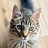 Birdie a rejoint le concours — aidez-le/la à gagner de superbes lots ! animal, cat, close_up, curious, cute, domestic_cat, ears, feline, fluffy_fur, green_eyes, indoor, looking_up, pet, portrait, soft_light, tabby_cat, tail, whiskers, wooden_floor, young_cat