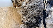 Birdie participe au concours pour gagner de l'argent avec cette photo : animal, cat, closeup, cozy, ear, feline, fur, harness, indoor, leash, paw, peaceful, pet, relaxation, resting, sleeping, tabby, texture, wall, whiskers