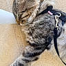 animal, cat, closeup, cozy, ear, feline, fur, harness, indoor, leash, paw, peaceful, pet, relaxation, resting, sleeping, tabby, texture, wall, whiskers