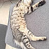 Birdie a rejoint le concours — aidez-le/la à gagner de superbes lots ! cat, tabby_cat, feline, pet, sleeping, relaxed, stretching, indoor, cushion, gray, leather_couch, furniture, floor_tiles, paw, fur, whiskers, cute, cozy, resting, home