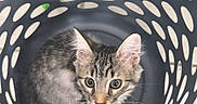 Birdie participe au concours pour gagner de l'argent avec cette photo : kitten, cat, laundry_basket, curious, gray, striped, indoor, pet, whiskers, ears, floor, holes, plastic, looking_up, young_animal, small, cute, feline, sitting, container