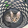kitten, cat, laundry_basket, curious, gray, striped, indoor, pet, whiskers, ears, floor, holes, plastic, looking_up, young_animal, small, cute, feline, sitting, container