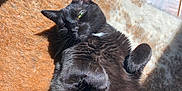 Mochi joined the competition — help win amazing prizes! cat, black_cat, fur, pet, animal, indoor, carpet, sunlight, shadow, relaxing, cute, whiskers, ears, paw, cozy, feline, domestic_cat, resting, soft, comfort