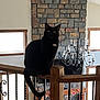 Mochi joined the competition — help win amazing prizes! black_cat, cat, pet, indoor, wooden_railing, stone_fireplace, chandelier, window, home_interior, furniture, decor, animal, feline, tail, ears, eyes, quiet, resting, house, daylight